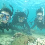 人気のカクレクマノミとも♪