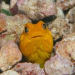 沖縄ダイビング