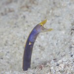 沖縄ダイビング