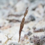 沖縄ダイビング