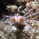 沖縄ダイビング