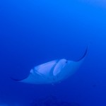 マンタ