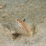 沖縄ダイビング