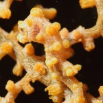 沖縄ダイビング