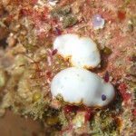 沖縄　ダイビング　砂辺