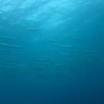 沖縄　ダイビング　砂辺