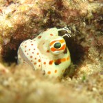 沖縄　ダイビング　砂辺