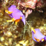 沖縄　ダイビング　ムラサキウミコチョウ