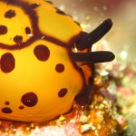 沖縄　ダイビング　チゲレフシエラガイ