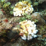 沖縄　ダイビング　砂辺