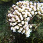 沖縄　ダイビング　砂辺