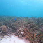 残波岬　ビーチ