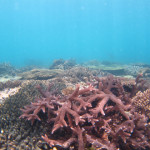 サンゴ礁　ダイビング