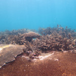 沖縄本島　サンゴ礁