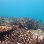 沖縄本島　サンゴ礁