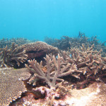沖縄本島　サンゴ礁