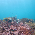 沖縄本島　サンゴ礁