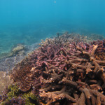 沖縄本島　サンゴ礁