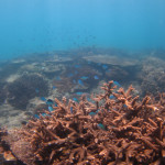 サンゴ礁　ダイビング