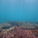 サンゴ礁　ダイビング