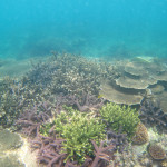 サンゴ礁　ダイビング