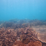 サンゴ礁　ダイビング