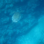 慶良間　体験ダイビング