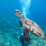 慶良間　体験ダイビング