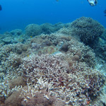 慶良間　体験ダイビング