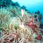 慶良間　体験ダイビング