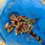 レイシガイダマシ