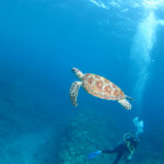 沖縄　体験ダイビング