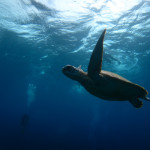 沖縄　体験ダイビング