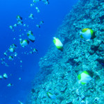 沖縄　ダイビング