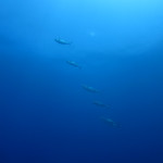 沖縄　ダイビング