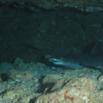 恩納村　ダイビング