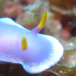 恩納村　ダイビング