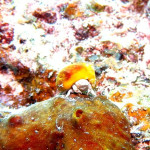 沖縄　ダイビング