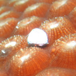 沖縄　ダイビング