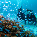 デバスズメダイ