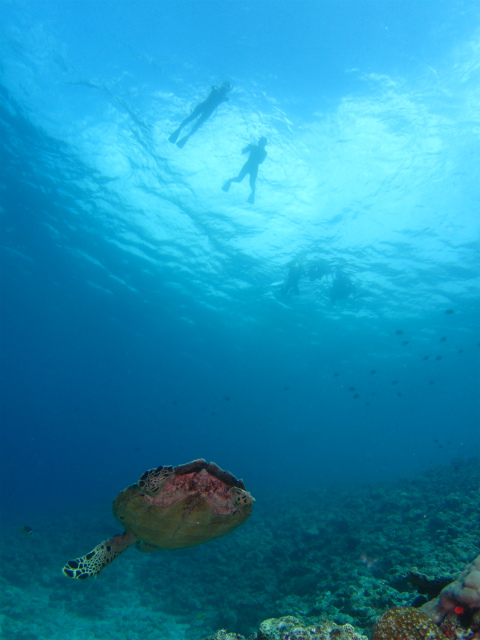 沖縄　ウミガメ　ダイビング