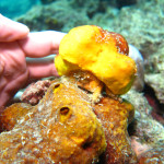 沖縄ダイビング　イソカイカムリ