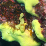 沖縄　ダイビング