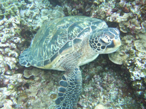 沖縄　体験ダイビング