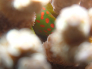 沖縄　ダイビング