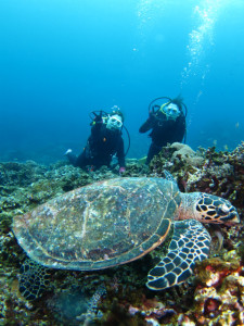 沖縄　ダイビング