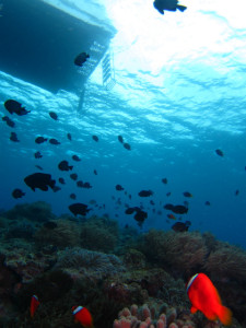 沖縄　体験ダイビング