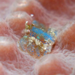 沖縄　ダイビング