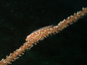 沖縄　ダイビング