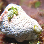 沖縄　ダイビング